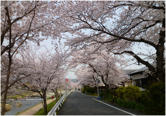 Cherry blossoms along the Kamo River in Kyoto